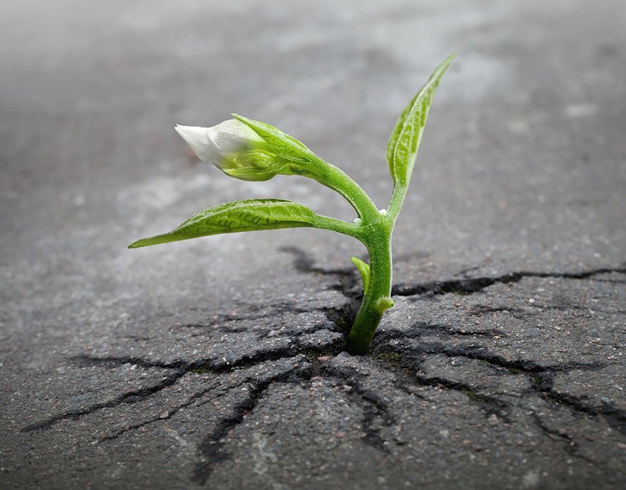 flower-tree-growing-concrete-pavement-101.jpg